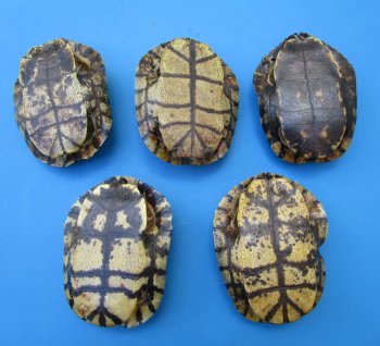 5 Red Eared Slider Turtle Shells 6 to 6-7/8 inches (Some algae on the shells) - Buy these for $14.40 each