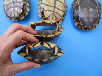 5 Red Eared Slider Turtle Shells 6 to 6-7/8 inches (Some algae on the shells) - Buy these for $14.40 each