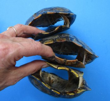 5 Red Eared Slider Turtle Shells 6 to 6-7/8 inches (Some algae on the shells) - Buy these for $14.40 each