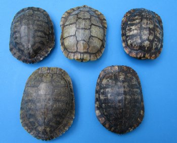5 Red Eared Slider Turtle Shells 7 to 7-1/2 inches <font color=red> Grade B Quality</font> - Buy these for $16 each