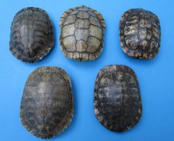 5 Red Eared Slider ...