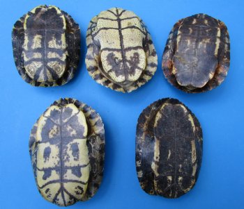5 Red Eared Slider Turtle Shells 7 to 7-1/2 inches <font color=red> Grade B Quality</font> - Buy these for $16 each