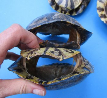 5 Red Eared Slider Turtle Shells 7 to 7-1/2 inches <font color=red> Grade B Quality</font> - Buy these for $16 each