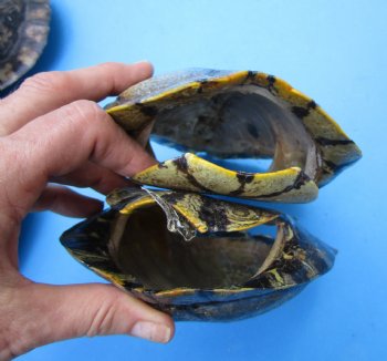 5 Red Eared Slider Turtle Shells 7 to 7-1/2 inches <font color=red> Grade B Quality</font> - Buy these for $16 each