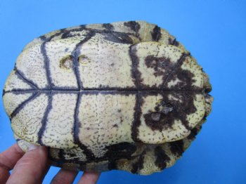5 Red Eared Slider Turtle Shells 7 to 7-1/2 inches <font color=red> Grade B Quality</font> - Buy these for $16 each