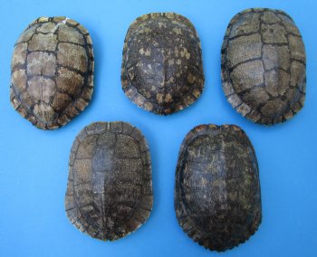 5 Red Eared Slider Turtle Shells 7 to 8 inches <font color=red> Grade B Quality</font>-  Buy these for $16 each