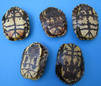 5 Red Eared Slider Turtle Shells 7 to 8 inches <font color=red> Grade B Quality</font>-  Buy these for $16 each
