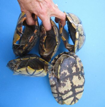 5 Red Eared Slider Turtle Shells 7 to 8 inches <font color=red> Grade B Quality</font>-  Buy these for $16 each