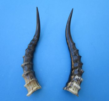 Two Blesbok Horns <font color=red> Polished</font> 12 inches (1 right 1 left) - Buy these for $21.50 each