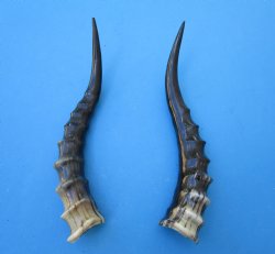 Two Blesbok Horns <font color=red> Polished</font> 12 inches (1 right 1 left) - Buy these for $21.50 each