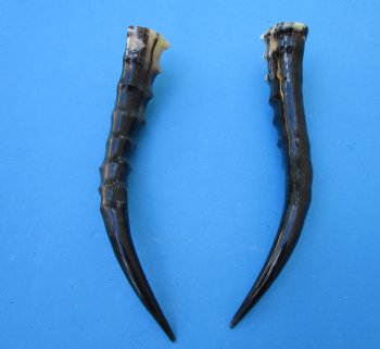 Two Blesbok Horns <font color=red> Polished</font> 12 inches (1 right 1 left) - Buy these for $21.50 each