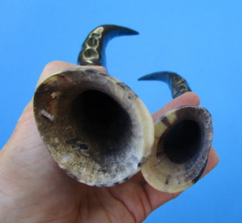 Two Blesbok Horns <font color=red> Polished</font> 12 inches (1 right 1 left) - Buy these for $21.50 each