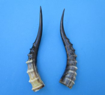 Two Blesbok Horns <font color=red> Polished</font> 13-1/2 inches (1 Right, 1 Left) - Buy these for $21.50 each