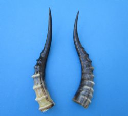 Two Blesbok Horns <font color=red> Polished</font> 13-1/2 inches (1 Right, 1 Left) - Buy these for $21.50 each