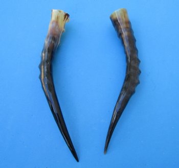 Two Blesbok Horns <font color=red> Polished</font> 13-1/2 inches (1 Right, 1 Left) - Buy these for $21.50 each
