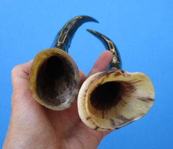 Two Blesbok Horns <font color=red> Polished</font> 13-1/2 inches (1 Right, 1 Left) - Buy these for $21.50 each