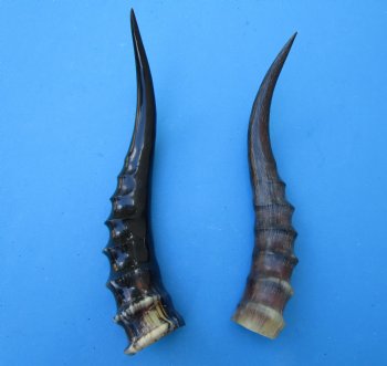 Two Blesbok Horns <font color=red> Polished</font> 11-1/2 and 12-1/4 inches (1 right 1 left) - Buy these for $21.50 each