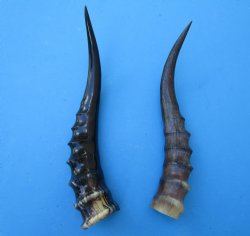 Two Blesbok Horns <font color=red> Polished</font> 11-1/2 and 12-1/4 inches (1 right 1 left) - Buy these for $21.50 each
