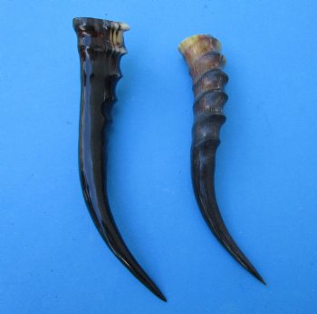 Two Blesbok Horns <font color=red> Polished</font> 11-1/2 and 12-1/4 inches (1 right 1 left) - Buy these for $21.50 each