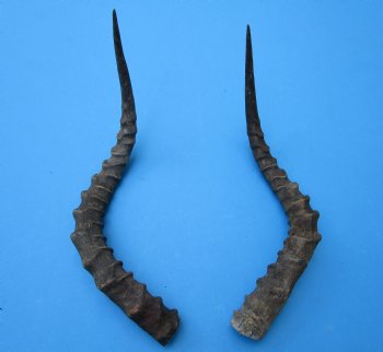 2 African Impala Antelope Horns for Sale 19 and 20-3/4 inches (1 right, 1 left) - Buy these for $20.00 each