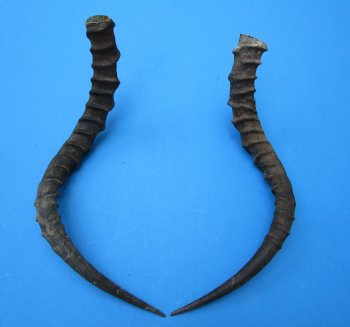 2 African Impala Antelope Horns for Sale 19 and 20-3/4 inches (1 right, 1 left) - Buy these for $20.00 each