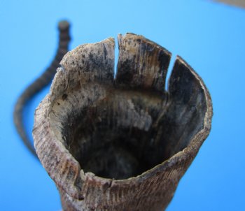 2 African Impala Antelope Horns for Sale 19 and 20-3/4 inches (1 right, 1 left) - Buy these for $20.00 each