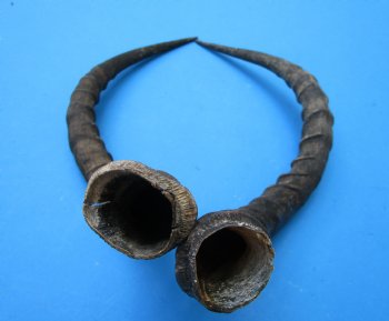 2 African Impala Antelope Horns for Sale 19 and 20-3/4 inches (1 right, 1 left) - Buy these for $20.00 each
