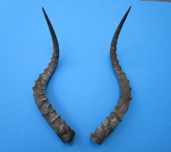 2 African Impala Antelope Horns for Sale 21-1/4 and 20-1/2 inches (1 right, 1 left) - Buy these for $20.00 each