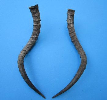 2 African Impala Antelope Horns for Sale 21-1/4 and 20-1/2 inches (1 right, 1 left) - Buy these for $20.00 each