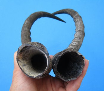 2 African Impala Antelope Horns for Sale 21-1/4 and 20-1/2 inches (1 right, 1 left) - Buy these for $20.00 each