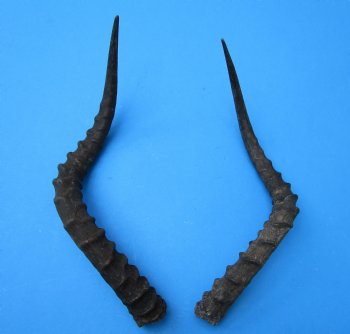 2 African Impala Antelope Horns for Sale 19-3/4 and 20 inches (1 right, 1 left) - Buy these for $20.00 each