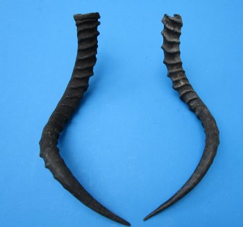 2 African Impala Antelope Horns for Sale 19-3/4 and 20 inches (1 right, 1 left) - Buy these for $20.00 each