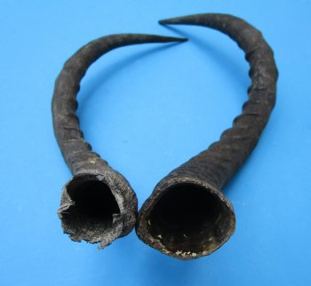 2 African Impala Antelope Horns for Sale 19-3/4 and 20 inches (1 right, 1 left) - Buy these for $20.00 each