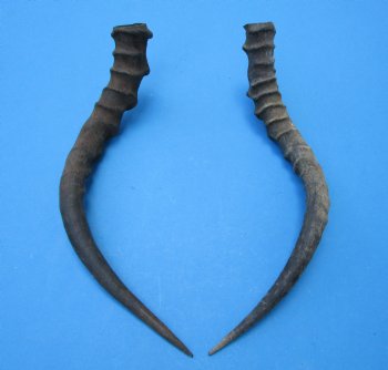 2 African Impala Antelope Horns for Sale 17 and 17-1/2 inches (1 right, 1 left) - Buy these for $20.00 each