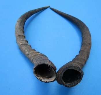 2 African Impala Antelope Horns for Sale 17 and 17-1/2 inches (1 right, 1 left) - Buy these for $20.00 each