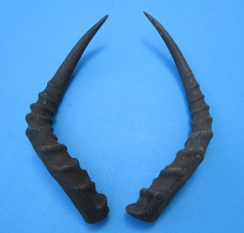 2 African Impala Antelope Horns for Sale 15-1/4 and 14-3/4 inches (1 right, 1 left) - Buy these for $20.00 each