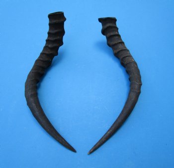 2 African Impala Antelope Horns for Sale 15-1/4 and 14-3/4 inches (1 right, 1 left) - Buy these for $20.00 each