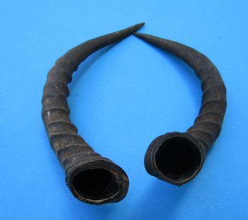 2 African Impala Antelope Horns for Sale 15-1/4 and 14-3/4 inches (1 right, 1 left) - Buy these for $20.00 each