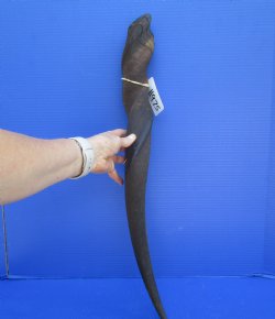 28-1/2 inches Cow Eland Horn (24-1/2" Straight) - Buy this one for $31.99