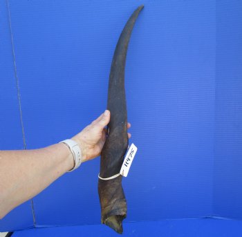 28-1/2 inches Cow Eland Horn (24-1/2" Straight) - Buy this one for $31.99