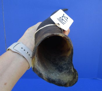 28-1/2 inches Cow Eland Horn (24-1/2" Straight) - Buy this one for $31.99