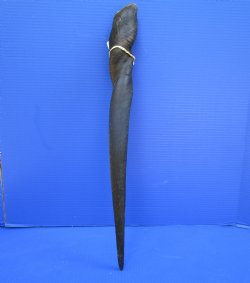 24-7/8 inches Cow Eland Horn (22-1/2" Straight) - Buy this one for $31.99