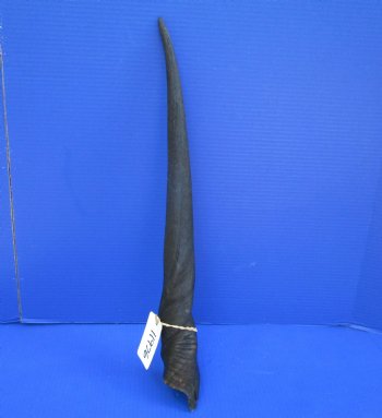 24-7/8 inches Cow Eland Horn (22-1/2" Straight) - Buy this one for $31.99