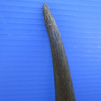 24-7/8 inches Cow Eland Horn (22-1/2" Straight) - Buy this one for $31.99
