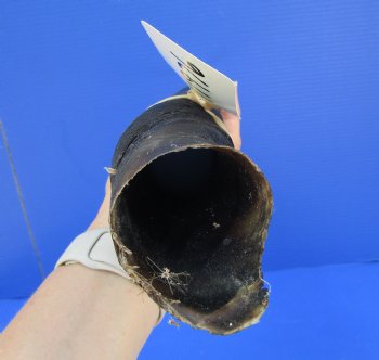 24-7/8 inches Cow Eland Horn (22-1/2" Straight) - Buy this one for $31.99
