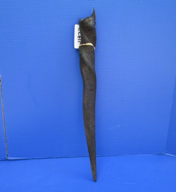 24 inches Cow Eland Horn (21-1/2" Straight) - Buy this one for $31.99