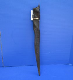 24 inches Cow Eland Horn (21-1/2" Straight) - Buy this one for $31.99