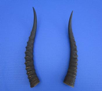 2 Female Blesbok Horns, 13-1/2 and 13 inches, (1 right, 1 left) - Buy these for $15 each