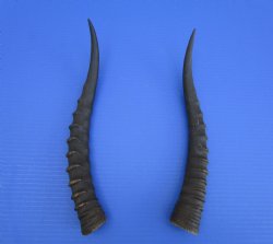 2 Female Blesbok Horns, 13-1/2 and 13 inches, (1 right, 1 left) - Buy these for $15 each