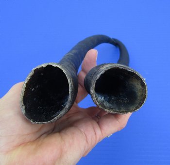 2 Female Blesbok Horns, 13-1/2 and 13 inches, (1 right, 1 left) - Buy these for $15 each